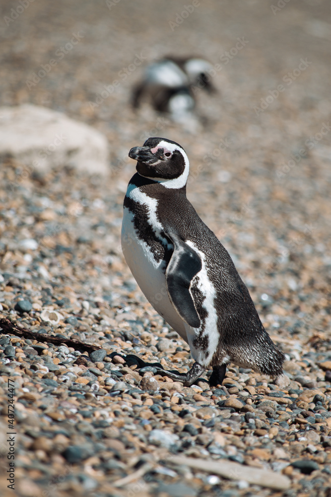 Fototapeta premium Los pingüinos del Pedral en plena temporada turística