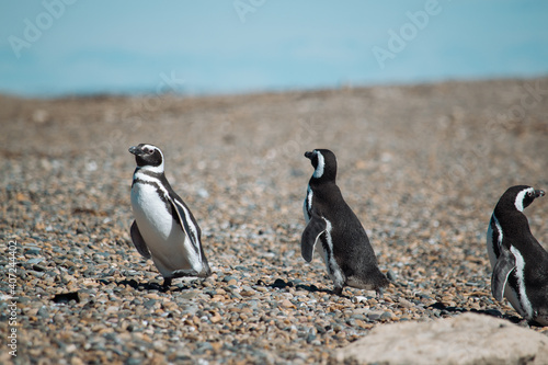 Los pingüinos del Pedral en plena temporada turística photo