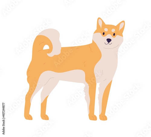 Japanese dog of Akita or Shiba Inu breed. Friendly Asian fluffy pet with orange and yellow fur. Colored flat vector illustration isolated on white background