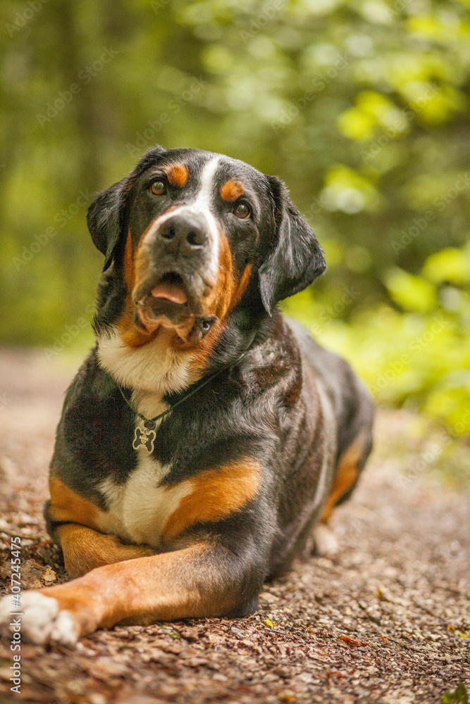 Portrait of an Greater Swiss Mountain dog.
Old dog on a walk. Big mountaindog in the nature