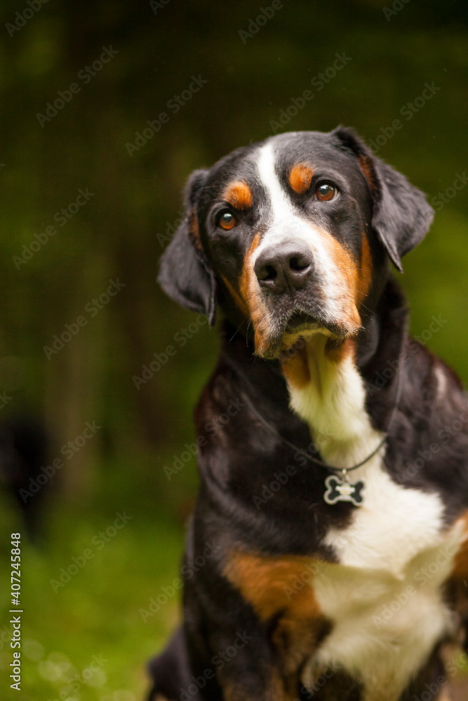 Portrait of an Greater Swiss Mountain dog.
Old dog on a walk. Big mountaindog in the nature