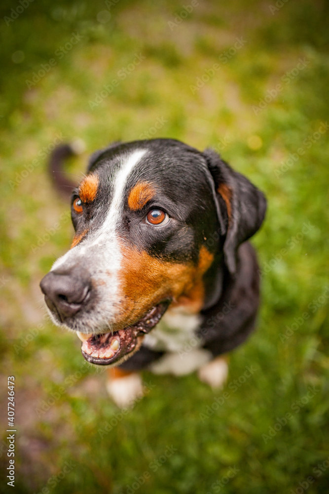 Portrait of an Greater Swiss Mountain dog.
Old dog on a walk. Big mountaindog in the nature