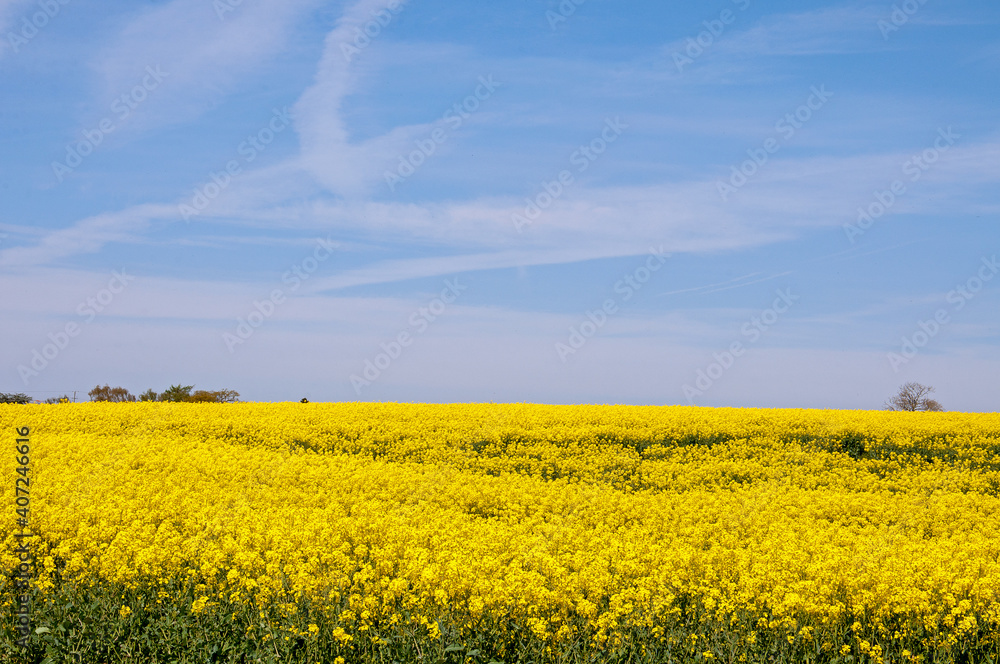 Rapeseed fields in the summertime.