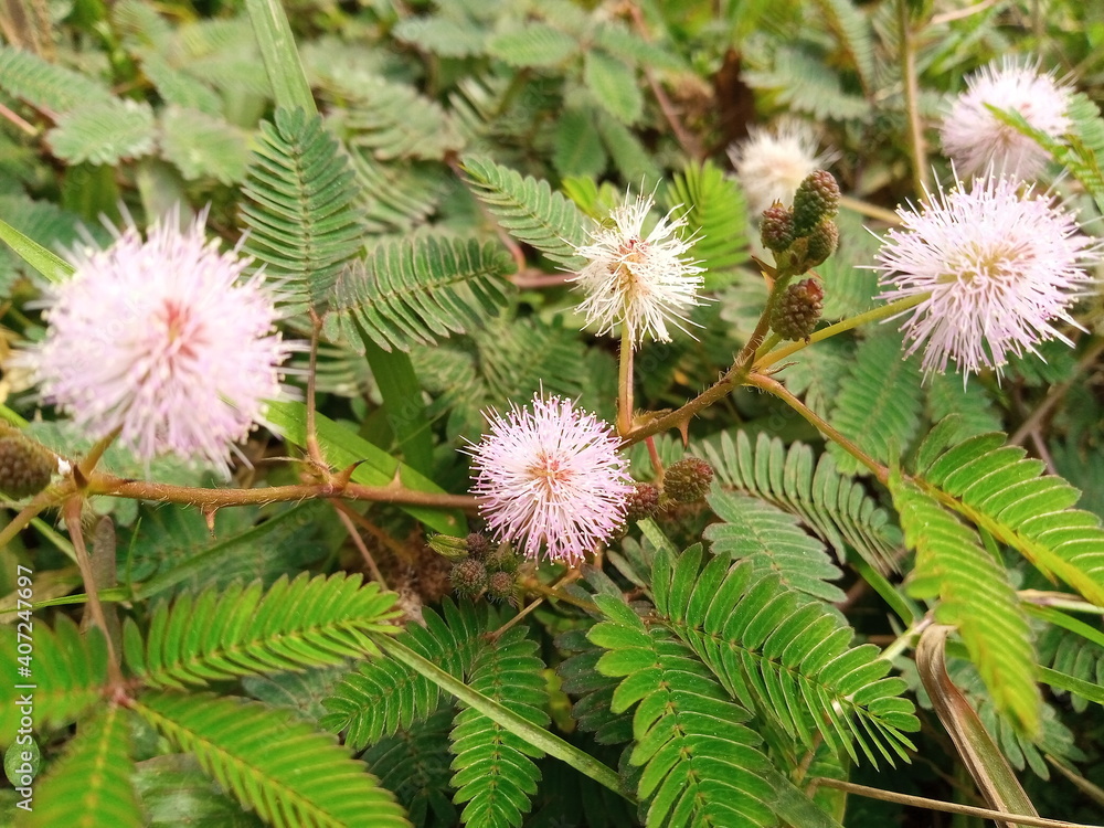 Sensitive plant, sleepy plant or the touch-me-not tree (Mimosa pudica) in green leaf. Sensitive plant, sleepy plant or the touch-me-not tree (Mimosa pudica) in green leaf.