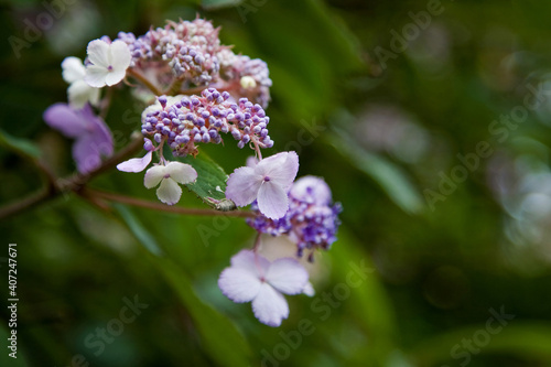 Wallpaper Mural Delicate pink flowers Torontodigital.ca
