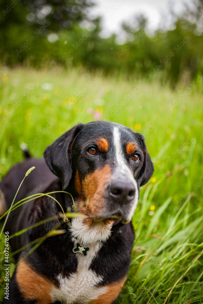 Portrait of an Greater Swiss Mountain dog.
Old dog on a walk. Big mountaindog in the nature Portrait of an Greater Swiss Mountain dog.
Old dog on a walk. Big mountaindog in the nature