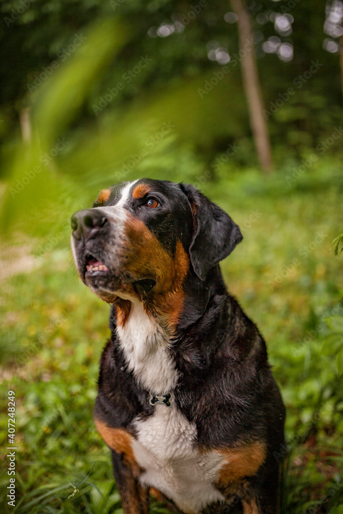Portrait of an Greater Swiss Mountain dog.
Old dog on a walk. Big mountaindog in the nature Portrait of an Greater Swiss Mountain dog.
Old dog on a walk. Big mountaindog in the nature