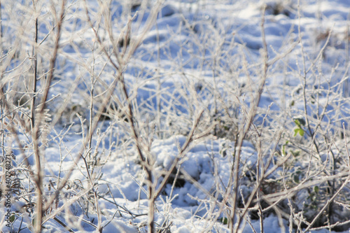 Wallpaper Mural grass in the snow Torontodigital.ca