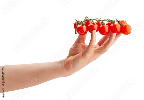 cherry tomato branch in hand path isolated on white