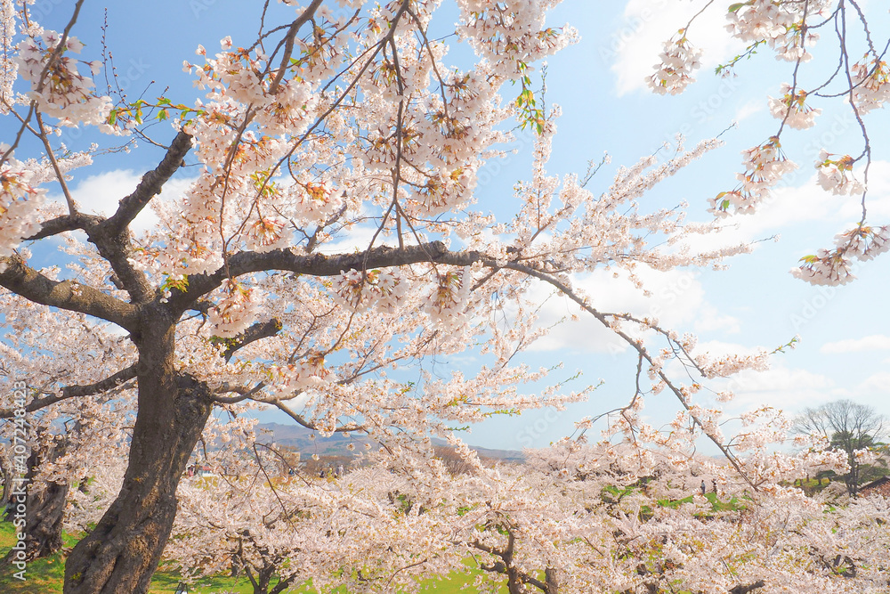 Fototapeta premium 【函館】五稜郭公園 満開の桜