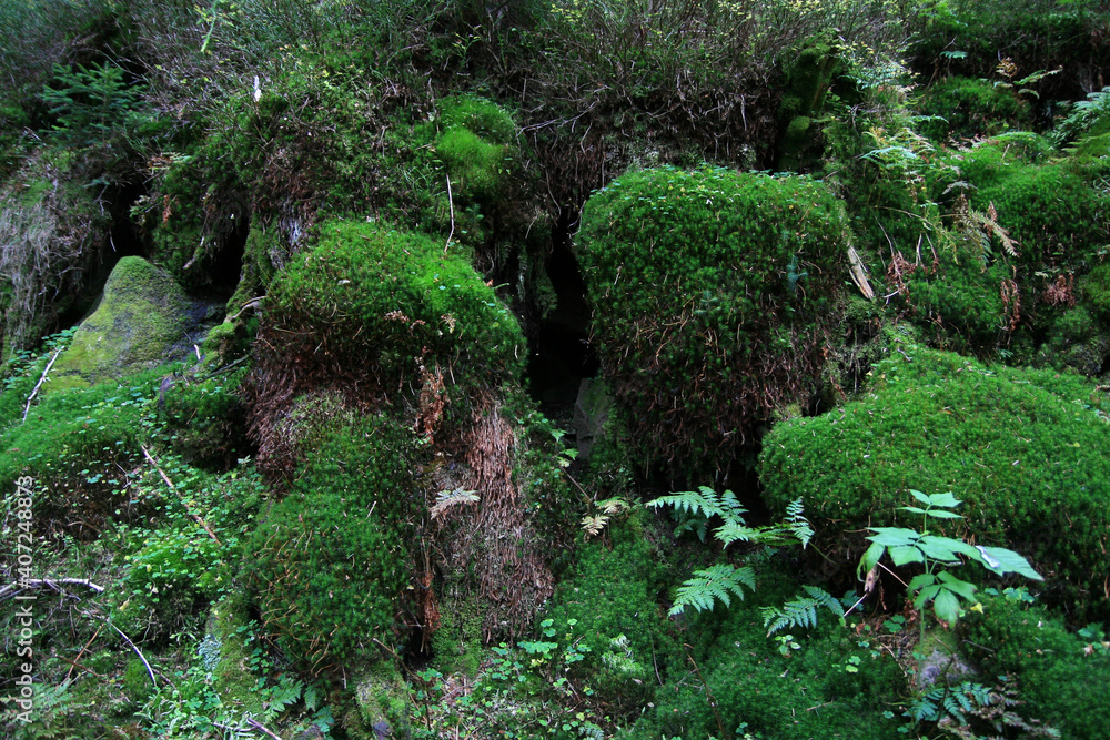 Obraz premium Old trunk of the tree in nature reserve of Babia Gora National Park, Poland