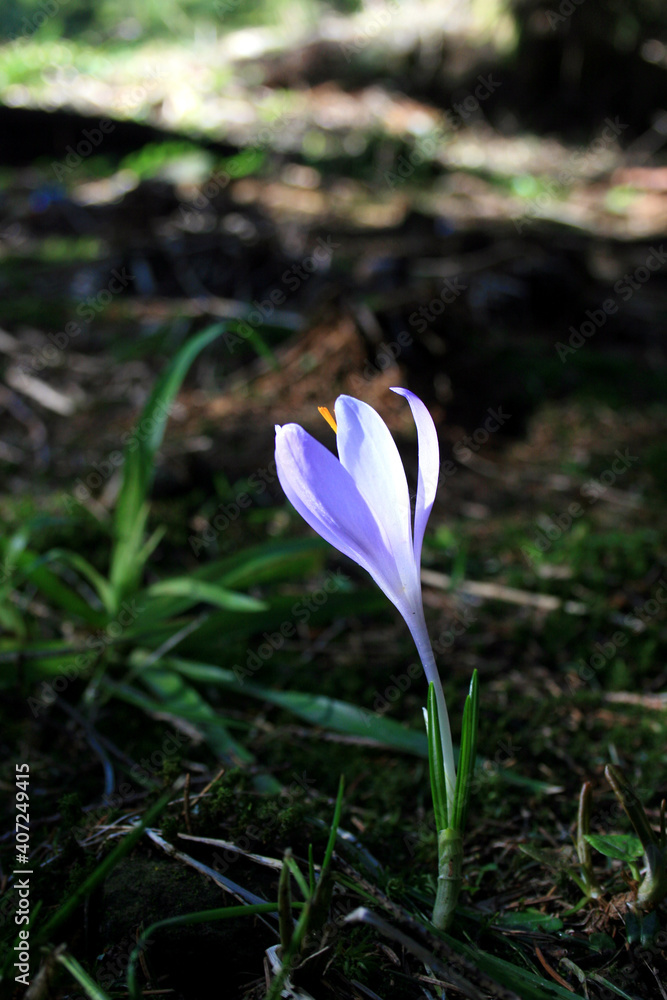 Crocus flowers, Rysianka peak, Zywiec Beskids, Poland Crocus flowers, Rysianka peak, Zywiec Beskids, Poland