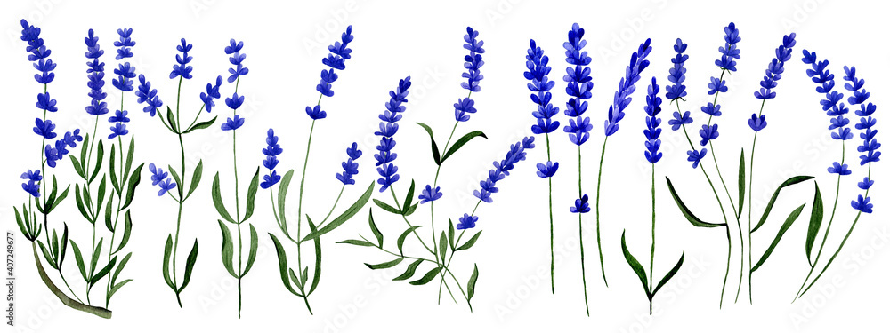 Collection of lavender for creating invitations, greeting cards. Watercolor botanical elements for the floral arrangements.
Collection of lavender for creating invitations, greeting cards. Watercolor botanical elements for the floral arrangements.