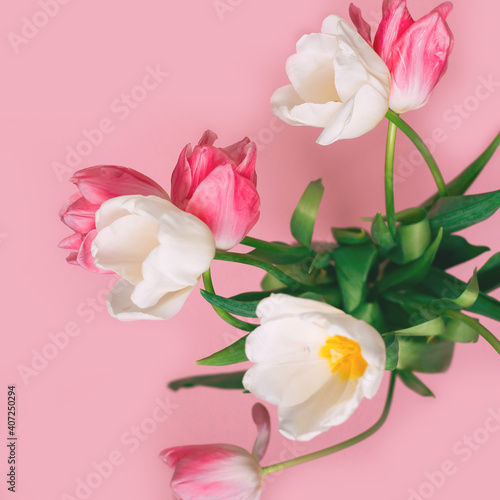 Fototapeta Naklejka Na Ścianę i Meble -  Close- up of pink tulips on a pink background. mother's day. Selective focus. International women day. March 8. Greeting card.