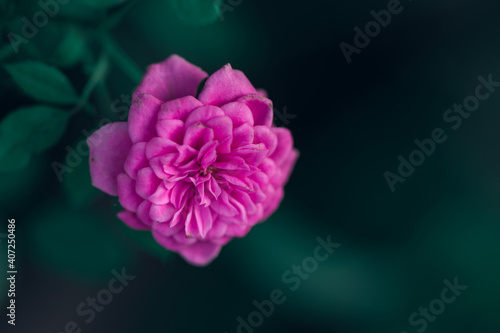 Mini pink rose flower on green background, Roses are flowers that are grown around the world because they are beautiful and fragrant.