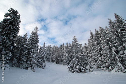 Fototapeta Naklejka Na Ścianę i Meble -  Winter landscape of Zywiec Beskids, near Rysianka peak, Poland