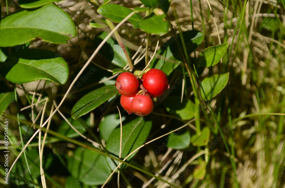 Ripe red lingonberry, partridgeberry, or cowberry grows in pine forest