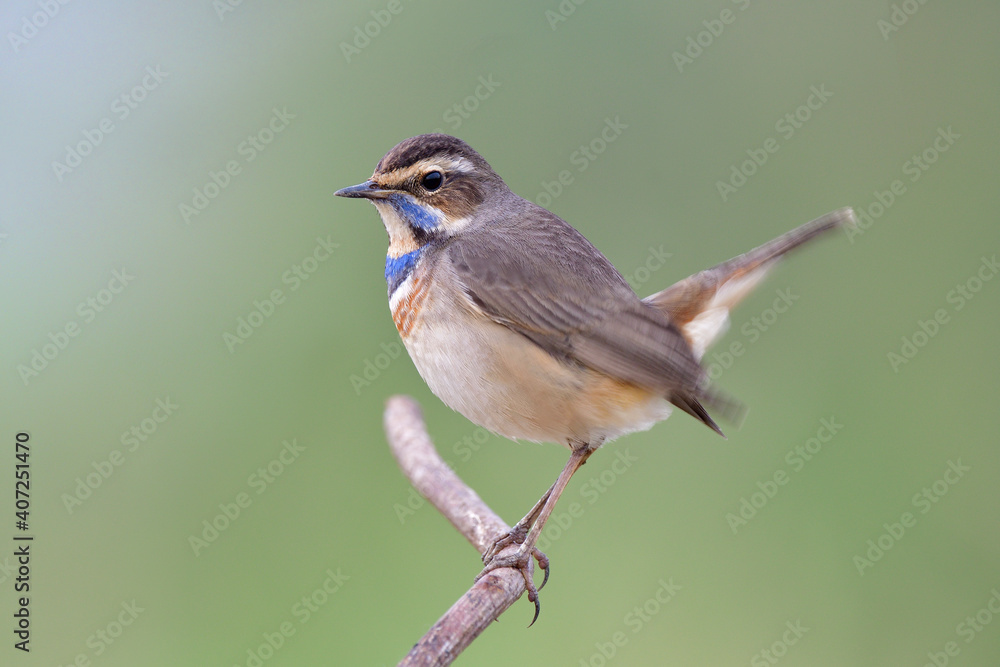 Fototapeta premium Happy fat bird having tail moving while perching on thin wood stick, male of bluethroat