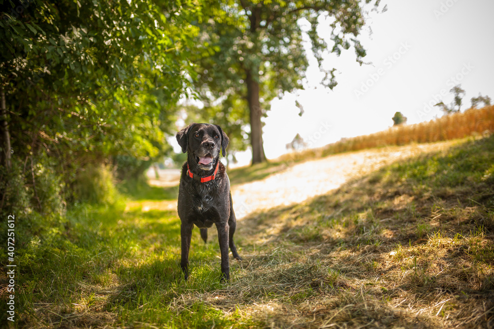 Black labrador retriever dog on a walk. Dog in the nature. Senior dog behind grass and forest. Old dog happy outside Black labrador retriever dog on a walk. Dog in the nature. Senior dog behind grass and forest. Old dog happy outside