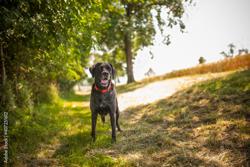 Black labrador retriever dog on a walk. Dog in the nature. Senior dog behind grass and forest. Old dog happy outside