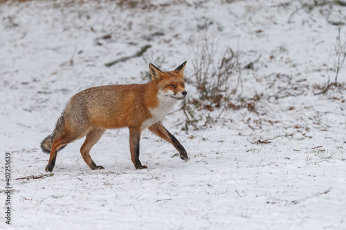 Red fox in snowy weather during a winterday. © Menno Schaefer