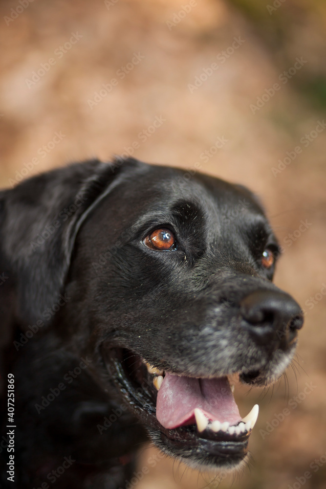 Black labrador retriever dog on a walk. Dog in the nature. Senior dog behind grass and forest. Old dog happy outside Black labrador retriever dog on a walk. Dog in the nature. Senior dog behind grass and forest. Old dog happy outside