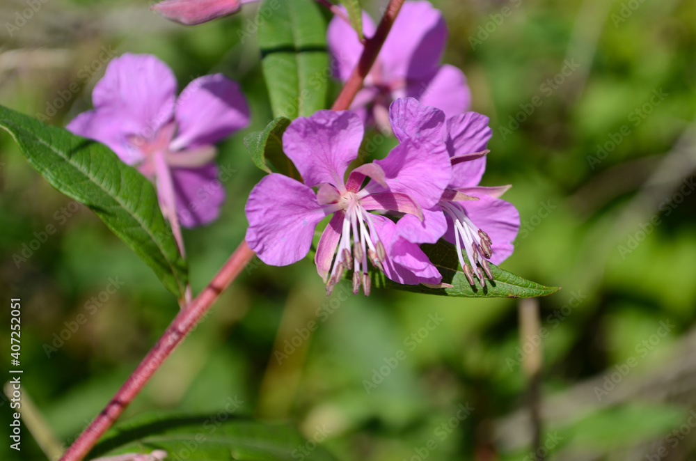 Macro of a wonderful magenta fireweed blossom (Chamaenerion angustifolium). Bright violet flowers of a rosebay willowherb. Macro of a wonderful magenta fireweed blossom (Chamaenerion angustifolium). Bright violet flowers of a rosebay willowherb.