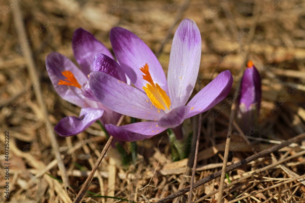 Spring crocus flowers, Rysianka peak, Zywiec Beskids, Poland Spring crocus flowers, Rysianka peak, Zywiec Beskids, Poland