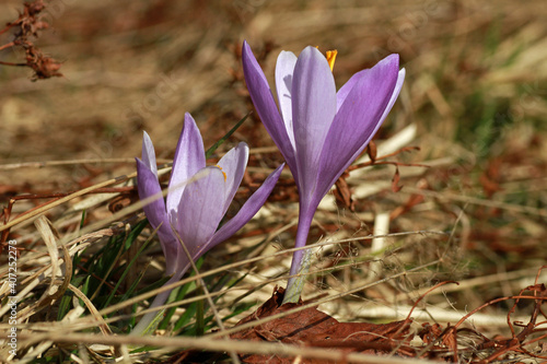 Fototapeta Naklejka Na Ścianę i Meble -  Spring crocus flowers, Rysianka peak, Zywiec Beskids, Poland