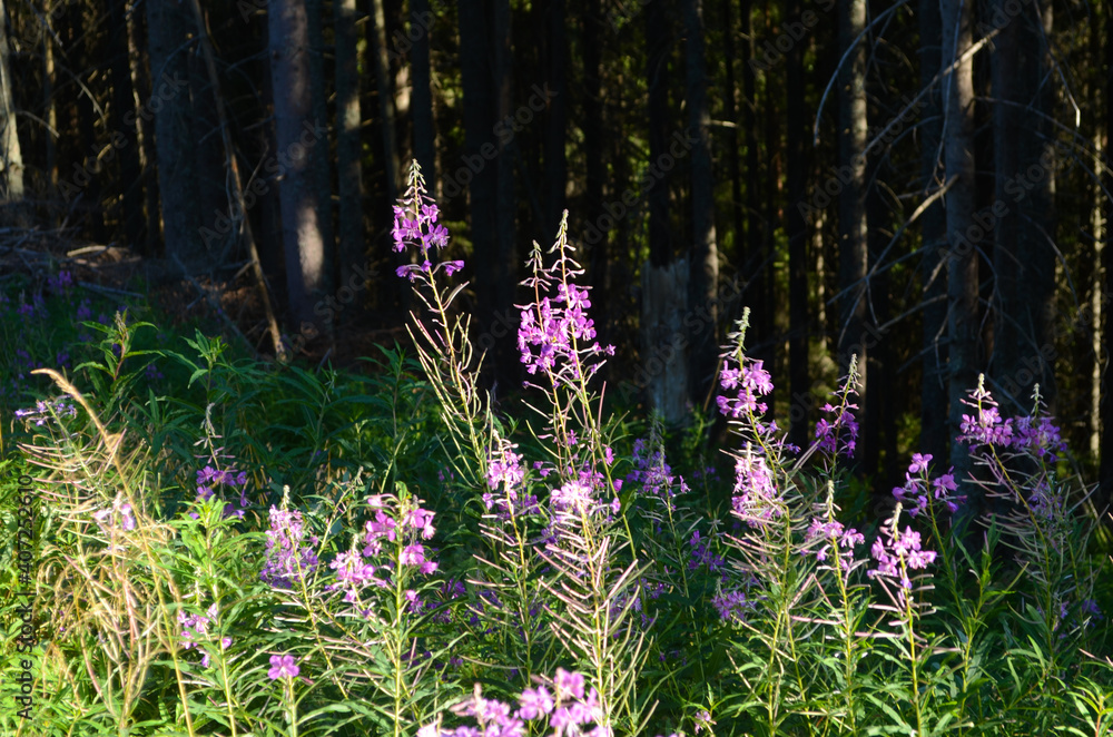 Naklejka premium wonderful magenta fireweed blossom (Chamaenerion angustifolium). Bright violet flowers of a rosebay willowherb.