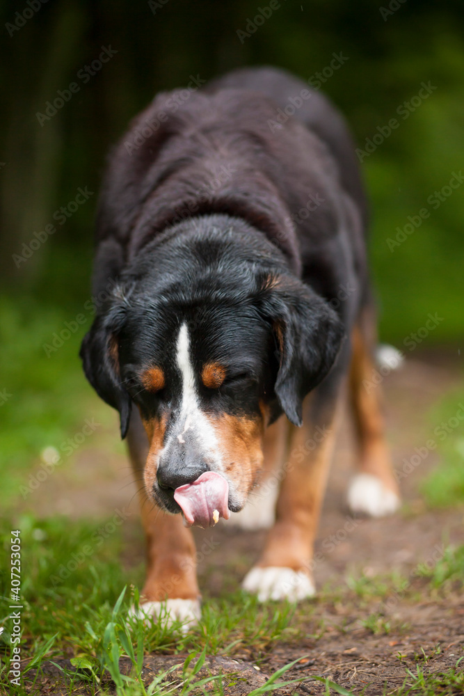 Portrait of an Greater Swiss Mountain dog.
Old dog on a walk. Big mountaindog in the nature