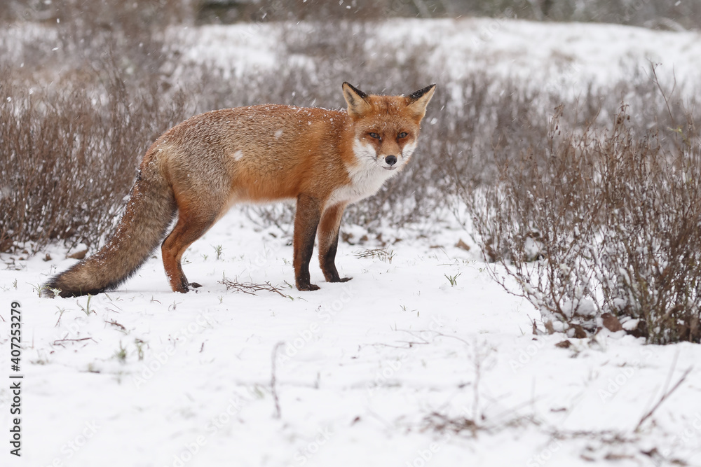 Red fox in snowy weather during a winterday.