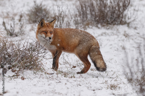 Red fox in snowy weather during a winterday. © Menno Schaefer