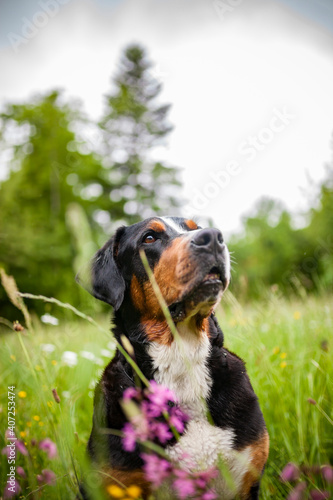 Portrait of an Greater Swiss Mountain dog.
Old dog on a walk. Big mountaindog in the nature photo