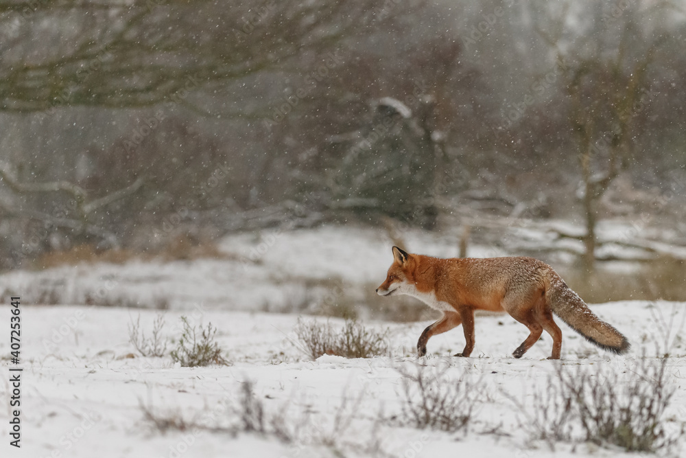 Fototapeta premium Red fox in snowy weather during a winterday.