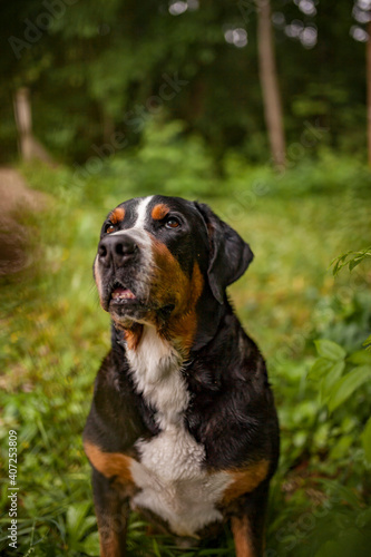 Portrait of an Greater Swiss Mountain dog. Old dog on a walk. Big mountaindog in the nature © lichtflut_photo