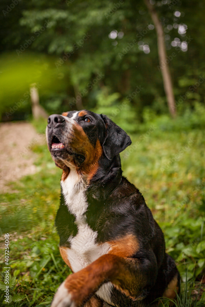 Portrait of an Greater Swiss Mountain dog.
Old dog on a walk. Big mountaindog in the nature