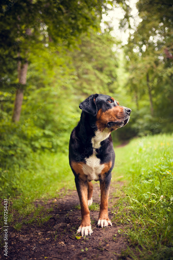 großer schweizer - great swiss mountain dog