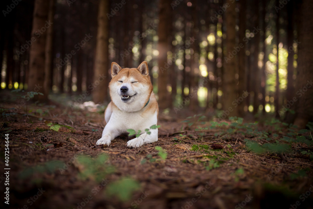 Shiba Inu liegt in einem Wald und lächelt in die Kamera.