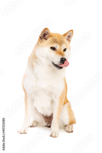 Shiba Inu Japanese breed dog