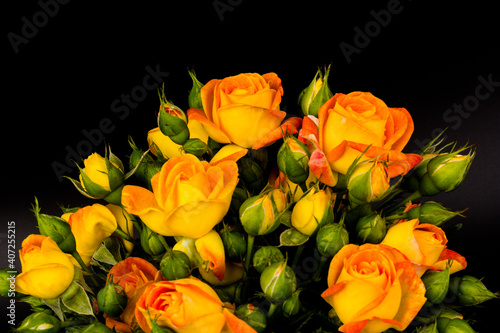 Beautifull orange roses isolated on black background. Copy space