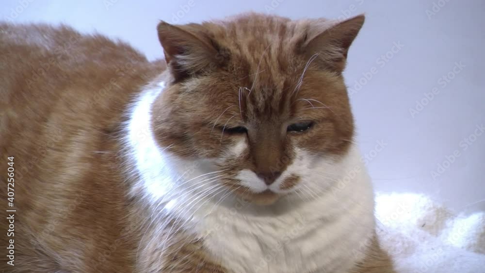 Close-up of an elderly diabetic cat resting. Close-up of an elderly diabetic cat resting.