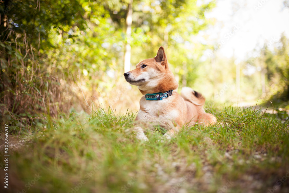 Portrait of an red Shiba inu in the grass. Dog lying in the garden Portrait of an red Shiba inu in the grass. Dog lying in the garden