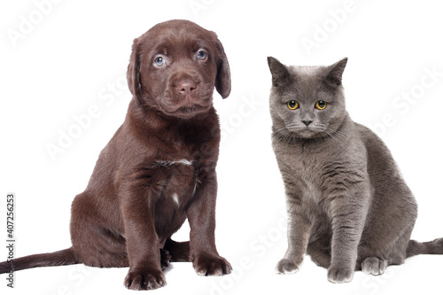Beautiful cats and dogs