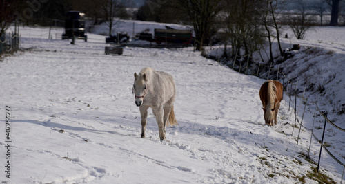 Horses in winter in the paddock when the snow cover is closed foraging in Bavaria