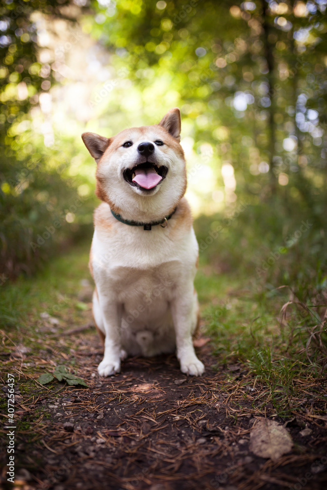 Shiba Inu im Wald und lächelt in die Kamera.
