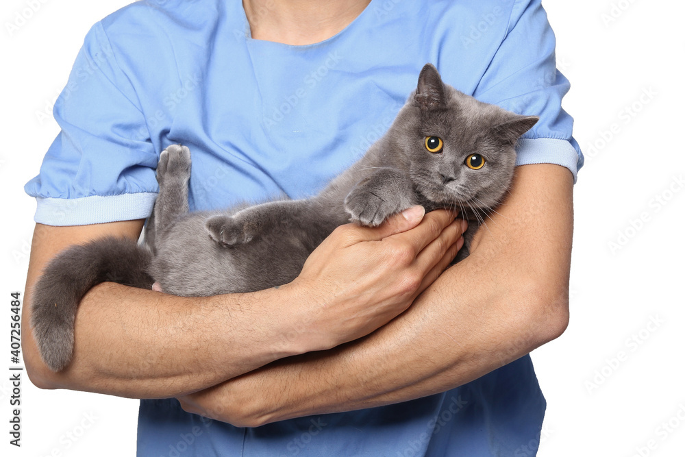 veterinarian with a beautiful british shorthair cat