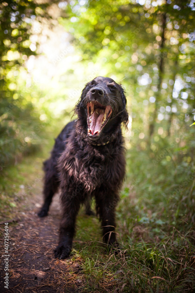 Flat coated Retriever Dog in the nature. Dog with flowers and grass. Dog on a Walk. Pretty Dog Flat coated Retriever Dog in the nature. Dog with flowers and grass. Dog on a Walk. Pretty Dog