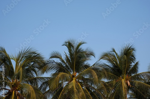 top of coconut trees with blue sky background