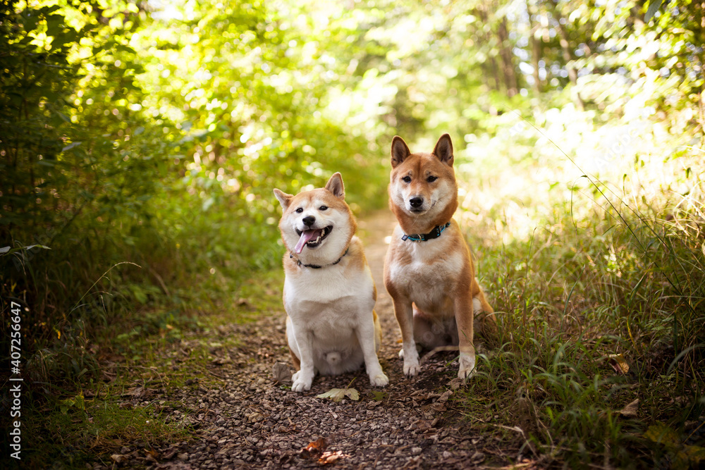 Portrait of two red Shiba inu in the grass. Dogs lying in the garden